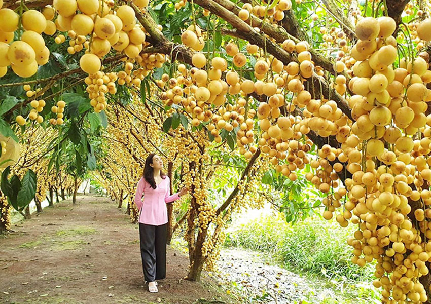 Thuê xe Cần Thơ đi Cái Bè Tiền Giang: 4-7-16-29-45 chỗ